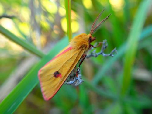 Réf. 242 888 : Diacrisia sannio